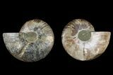 Agate Replaced Ammonite Fossil - Madagascar #169481-1